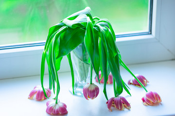 Wilted died tulips on the windowsill on hot day