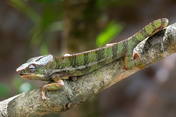 Obraz premium Chamäleon im Regenwald von Madagaskar