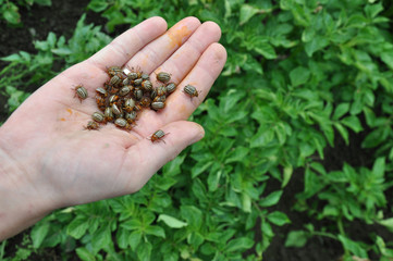 Colorado beetles. Lot of potato beetles on a hand