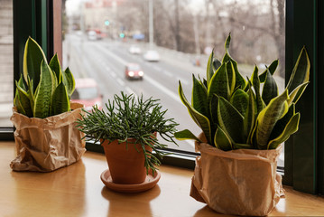 Green potted plants in vinage style on wooden counter on windowsill near window with view on street in the city. Interior of room with rustic plants.