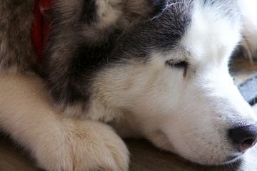 Obraz premium Alaskan husky sleeping