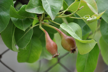 Pears. branch with new green fruits on a tree
