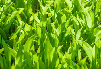 Fototapeta na wymiar Green leaves on the sun background close-up picture wallpapers. Concept of happiness, season spring or summer and nature