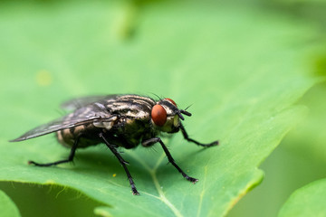 Closeup of a common fly on a green leaf. Flies Annoying insects, carriers of viruses, bacteria