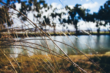 Water Droplets Dripping Off Branches 
