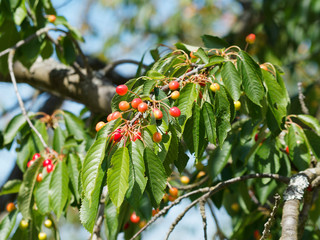 (Prunus cesarus) Branche de cerisier ou griottier garnies de cerises ou morelles en cours de...