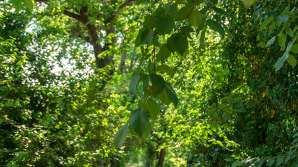 Immersi nella natura in primavera