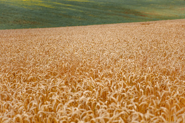 Texture background of field with green and yellow ears of wheat. Natural wallpaper and backdrop. Concept of countryside and agriculture