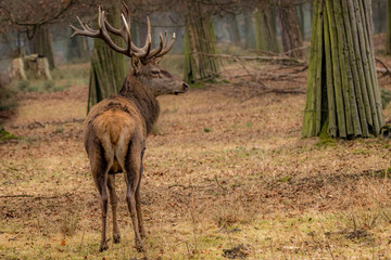 A buck deer seen in a wildlife reserve