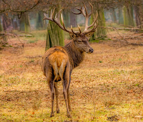 A majestic buck deer on a black background