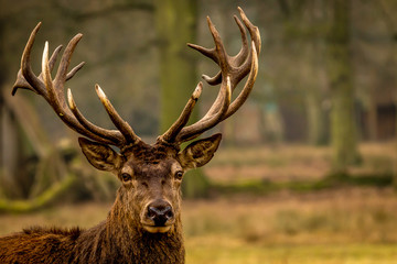 a majestic buck deer in a meadow