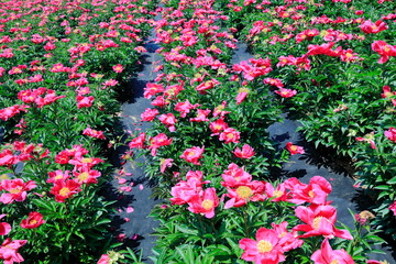 모란꽃이 보이는 아름다운 풍경