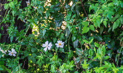 Fiori selvatici in primavera