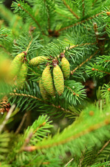 Young cones growing on a coniferous tree
