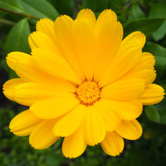 close yellow marigold flower grows in a flower bed near the house on a spring day. spring yellow flowers