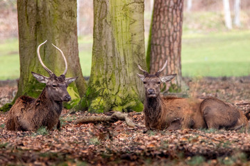 two spiked deer resing on the forest edge