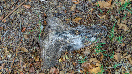 Vecchia radice che affiora dalla terra