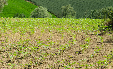 Piante dei girasoli nel campo a maggio