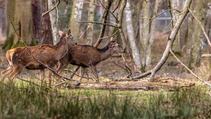 two beautiful red deer in a meadow