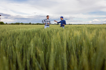 Two farmers standing in green wheat field examining crop during the day.