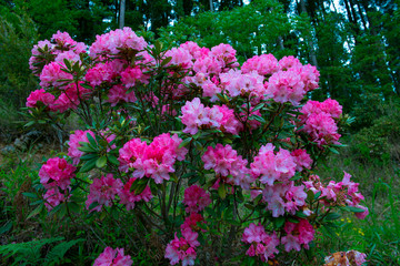 大山のシャクナゲ