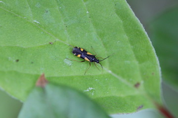 Vierfleck-Eichenwanze - Dryophilocoris flavoquadrimaculatus