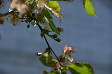 in the spring the cherry blossomed in the garden and the small cherry fruits began to ripen