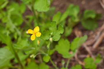 The yellow flower of Celandine Flowers grows on the spring field