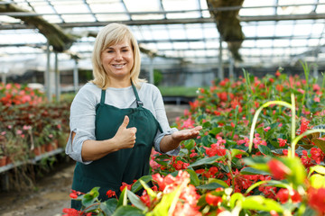 Fototapeta na wymiar Mature female gardener working with begonia plants in greenhouse