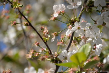 in the spring the cherry blossomed in the garden and the small cherry fruits began to ripen