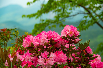 大山のシャクナゲ