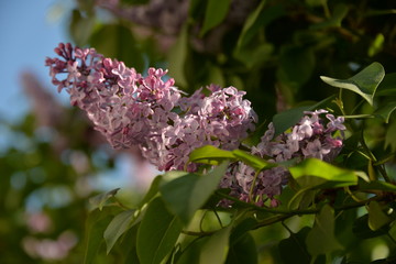 the lilac tree blooms in the garden in spring white or purple