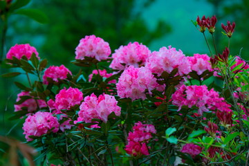 大山のシャクナゲ