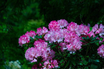 大山のシャクナゲ
