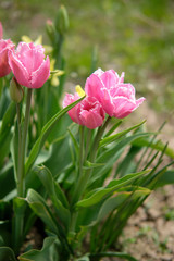 Obraz premium A bouquet of spring flowers tulips growing in the solid, buds of multi-flowered variety