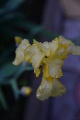 iris is a beautiful bright flower in the garden after the rain 