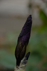 iris is a beautiful bright flower in the garden after the rain 