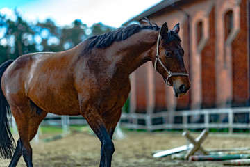 Beautiful sport brown horse running in the paddock