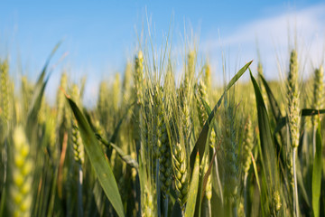 Obraz premium close-up of seeded green wheat