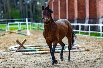 Beautiful sport brown horse running in the paddock