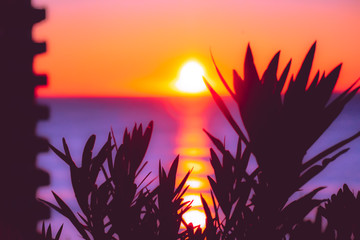A sunset road can be seen with some tropical plants at the beach of Hebara i Chiba Japan.