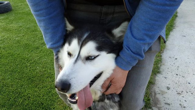 Caress my husky dog ​​with two hands looking at master which is very nice and good in Romania 4k