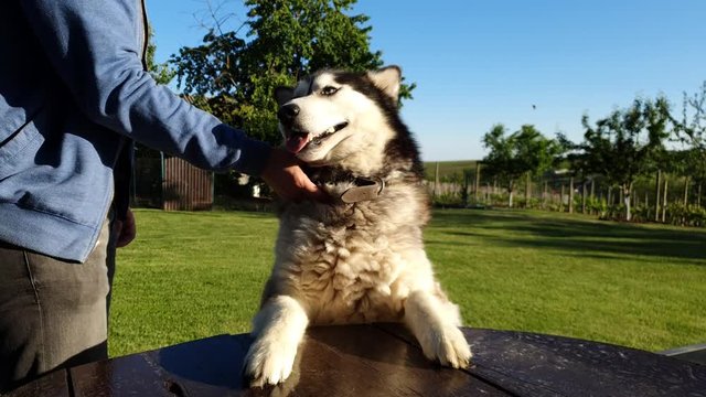 Caress my husky dog ​​with one hand which is very nice and good in Romania with blue sky in the back 4k