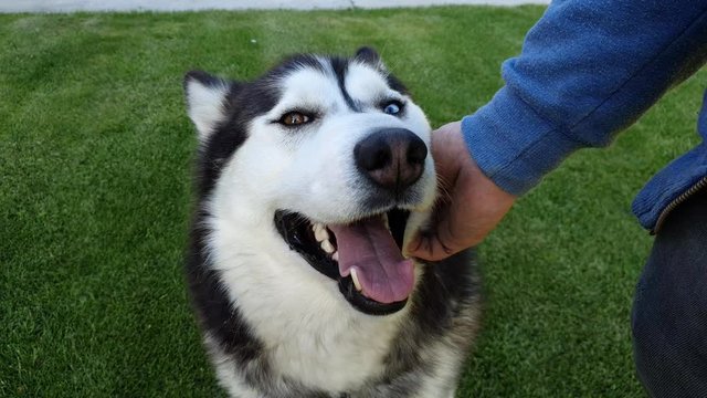 I caress my husky dog ​​looking at me which is very nice and good 4k