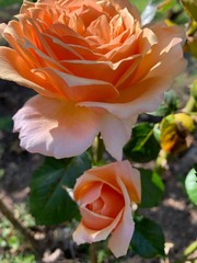 double fleurs rose orange 