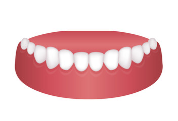Vector illustration of lower dentition (normal teeth)