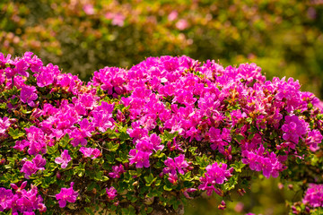 経塚山のミヤマキリシマ