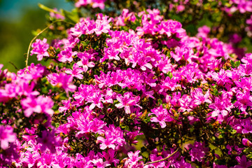 経塚山のミヤマキリシマ