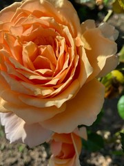 macro cour de rose orange 