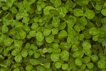 Obraz premium green clover leaves poured by rain spring photo